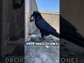 Smart crow IQ 999999.  #amazinganimals #animals #brainyanimals