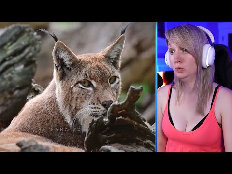The Rarest Hunting Moments By The Lynx And Bobcat Captured On Camera Part 1 | Pets House