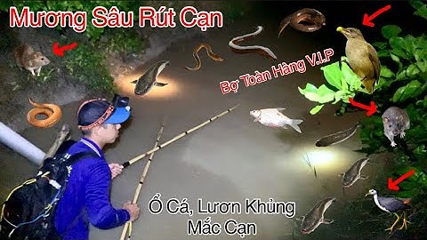 Xiệt Cá Trong Mương Sâu Rút Cạn Vô Tình Hốt Toàn Hàng Khủng | Kích Cá Miền Tây | Catch Fish