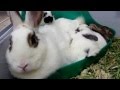 3 week old BABY RABBITS cuddle with their mother