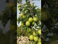 شجرة الجارنك