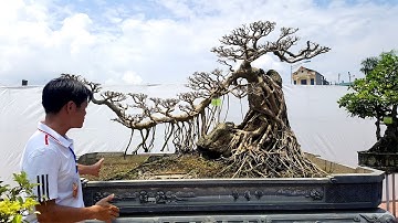 Một cây đẹp tư vấn ngay tại triển lãm Hải Dương 2017