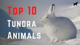 Top 10 Animals That Live in the Tundra - And the Three Types of Tundra