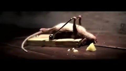 bẫy chuột đến thượng đế cũng phải cười