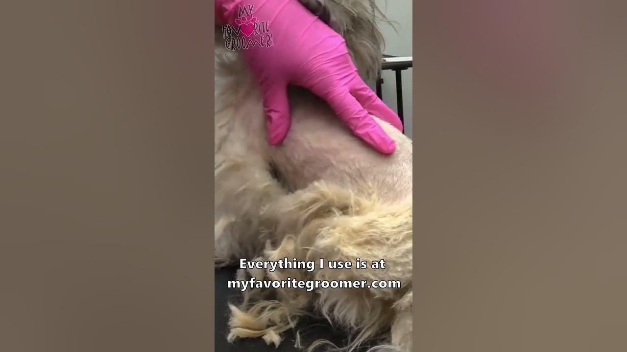 How to remove matts from a dog YouTube