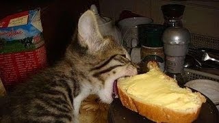 Кот ест хлеб Кот ест хлеб