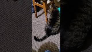 #ловить ртом очень не удобно Котик Мотя но интересно #милыекоты