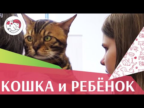 Подготовка кошки к появлению ребенка в доме: советы на ilikepet