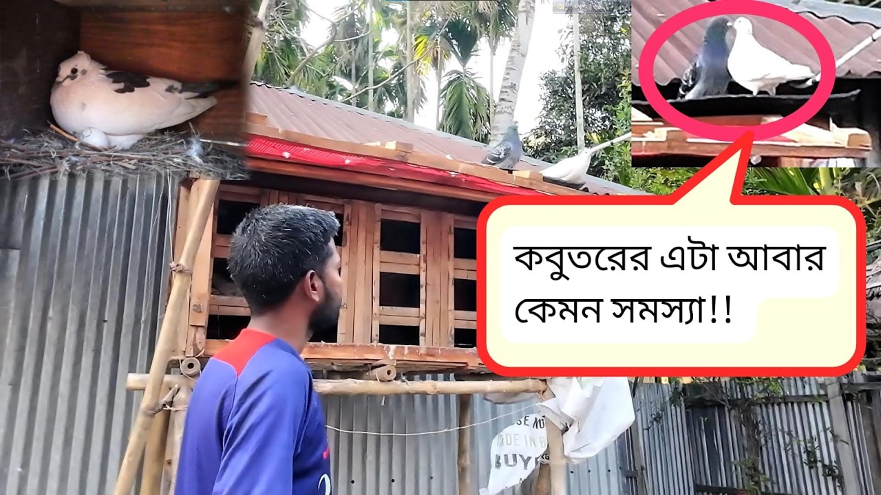 কবুতরের এটা আবার কেমন সমস্যা!!