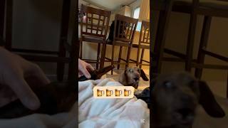 Dachshund hates beer! #shorts