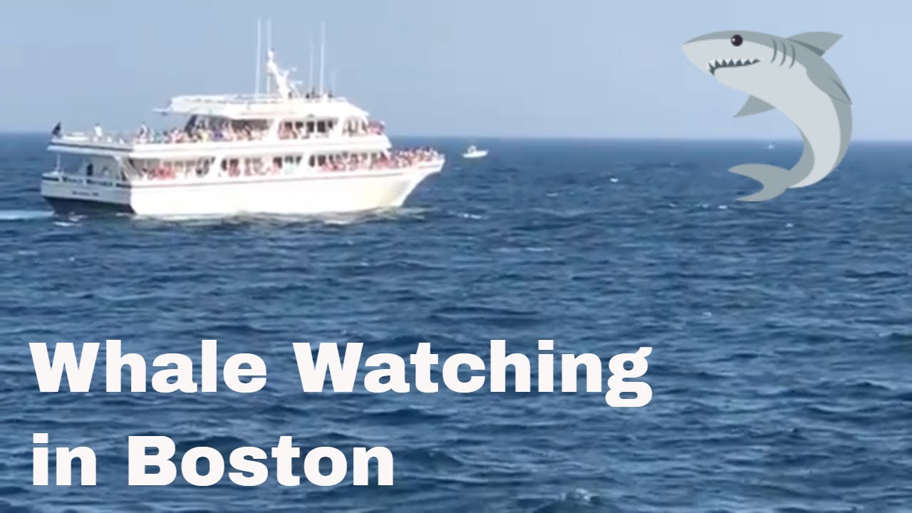 Whale Watching in Boston YouTube