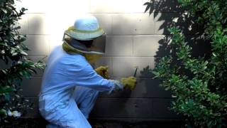 Yellow Jackets In The Wall Yellow Jackets In My Wall