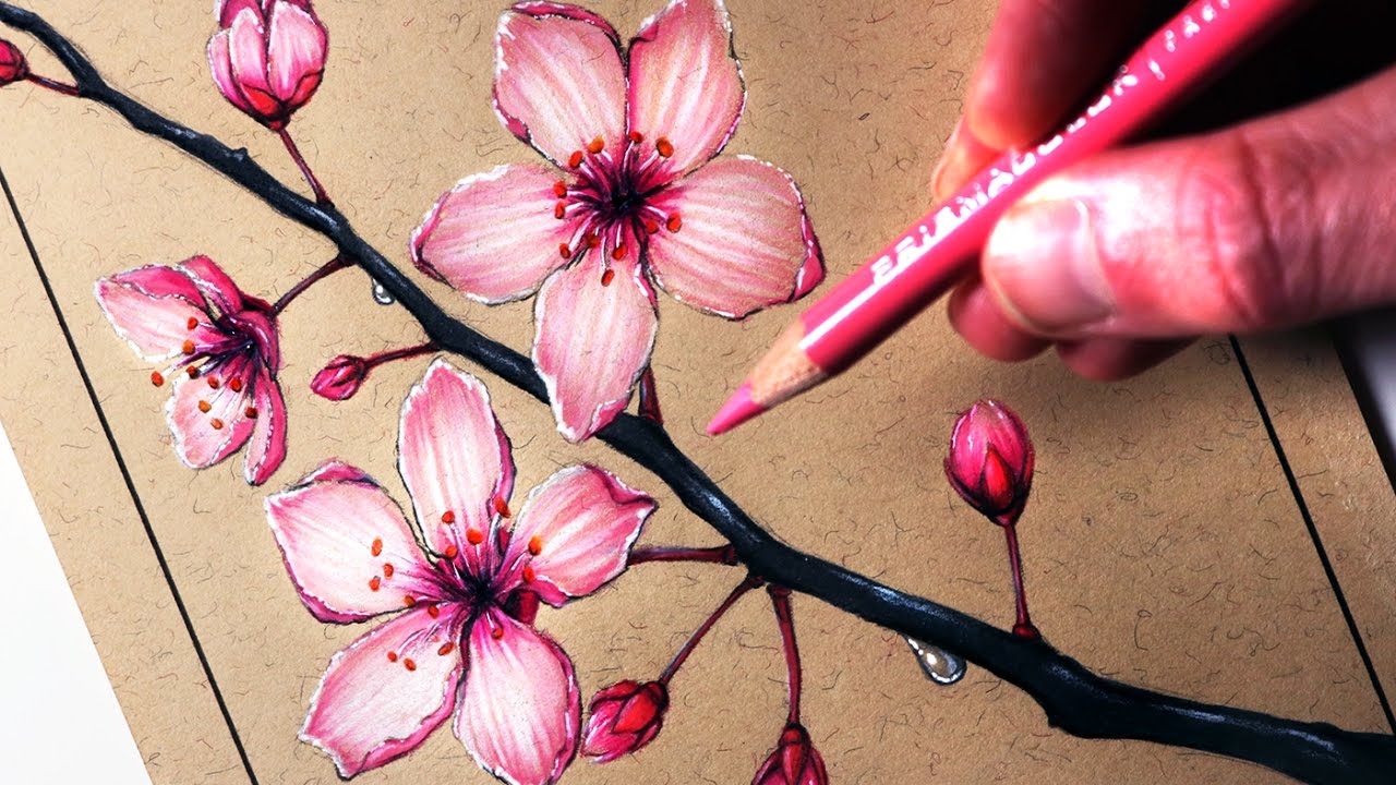 How to Draw Cherry Blossoms