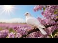 ✨ Most Beautiful Soulful Spring Relaxing Music: Soft Piano for Stress Relief, Anxiety &amp; Fast Sleep