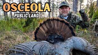 FLORIDA TURKEY HUNTING ON PUBLIC LAND! | 3 Shots on Day 3 Yessir!!