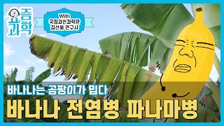 바나나🍌는 곰팡이가 참.. 밉다...😭 바나나 전염병 파나마병 | 요즘과학