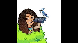 Birds Google Slide