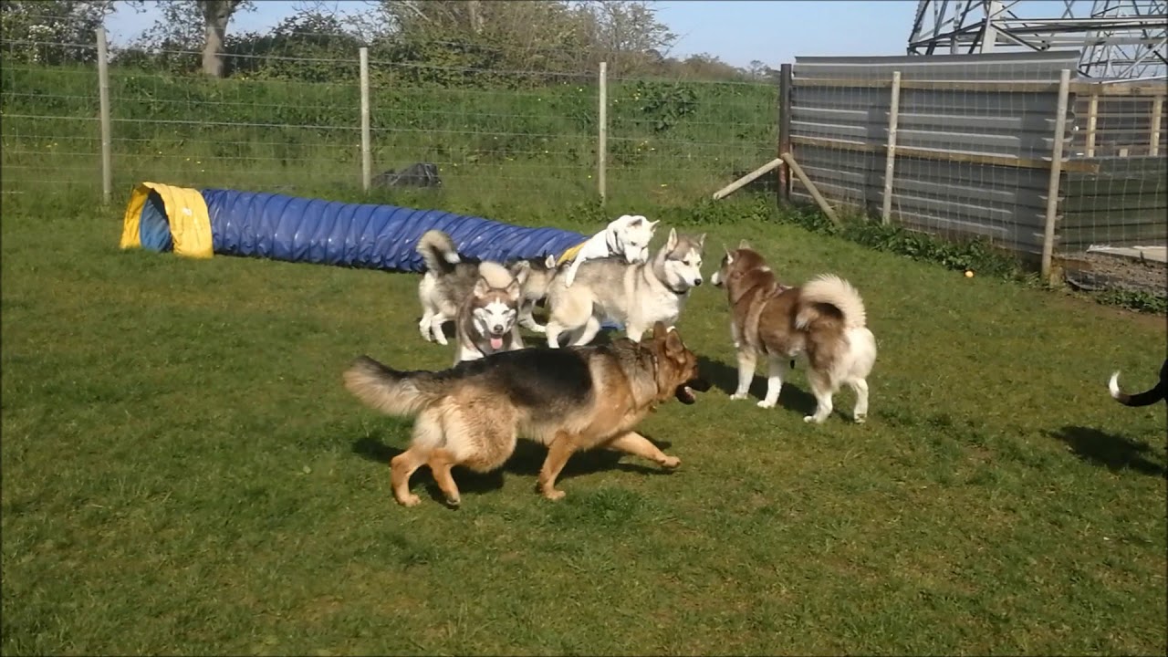 Doggy play park fun!!!