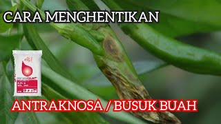 CARA MENGHENTIKAN ANTRAKNOSA /BUAH BUSUK /PATEK