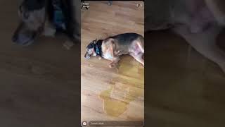 Why Is My Puppy Peeing While Lying Down