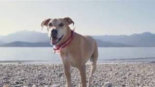 From Loss to Love: The Story of Enzo & Ranger