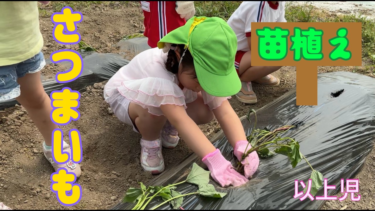 R8.5 さつまいもの苗を植えたよ🍠 - YouTube