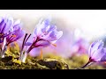 10 Hours of Relaxing Music - Sleep Music, Piano Music for Stress Relief, Sleeping Music (Joyce)