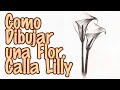 Como dibujar una Flor Calla Lilly - Dibujo Fácil a Lápiz