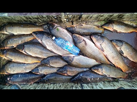 200 kg of carp per hour or TONS OF CARP IN THE RIVER. Fishing 2025. Fishing on the lift.