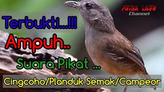 Suara Pikat Burung Planduk Semak,campeor,cingcoho. v.2.0