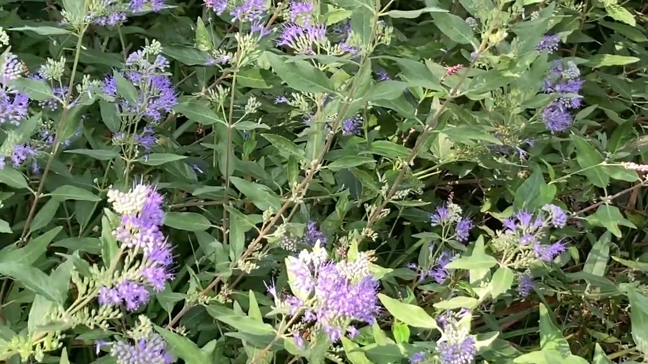 Bumblebees Visiting Flowers 