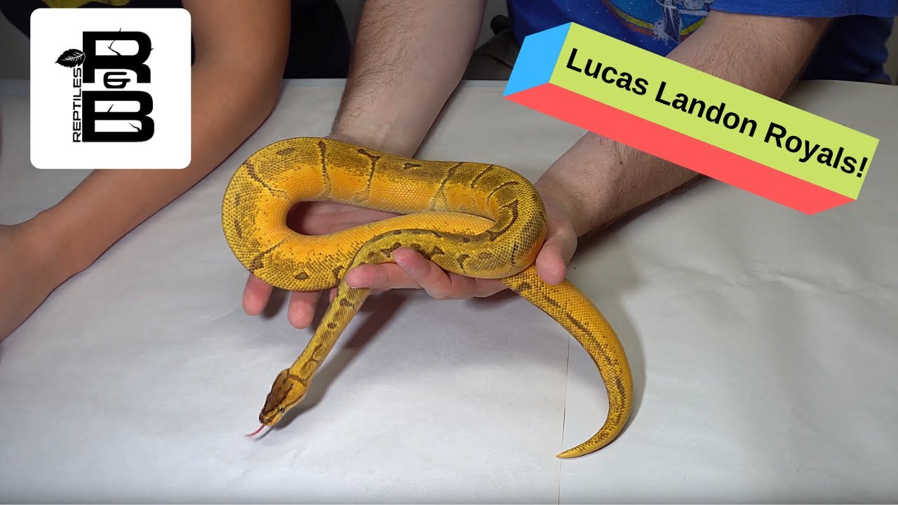 skins exclusivas fortnite We visit Lucas Landon Royals and show off some of Kai's awesome Ball Python collection