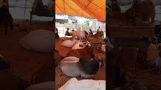 Qurbani 😎🥰😍#duet #viral  #unfrezzmyaccount #love #status #qurbani #quotes #reels #law #viraltag