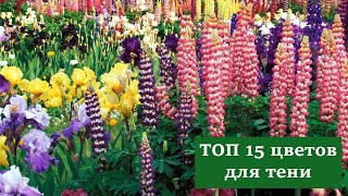 ТОП 15 цветов для тени