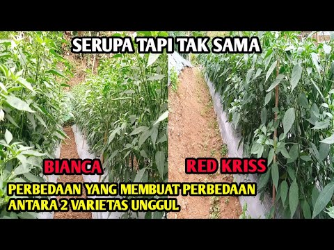 Video: Jenis Cedar (27 Foto): Varietas Merah Dan Kerdil Kanada, Menangis Dan Varietas Cedar Biru Dan Hijau