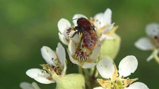 Pollinators in the Orchard