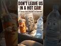 DON’T LET YOUR CAR EXPLODE THIS SUMMER! 🤯🔥#cartips #carheat #carsafety #summercar