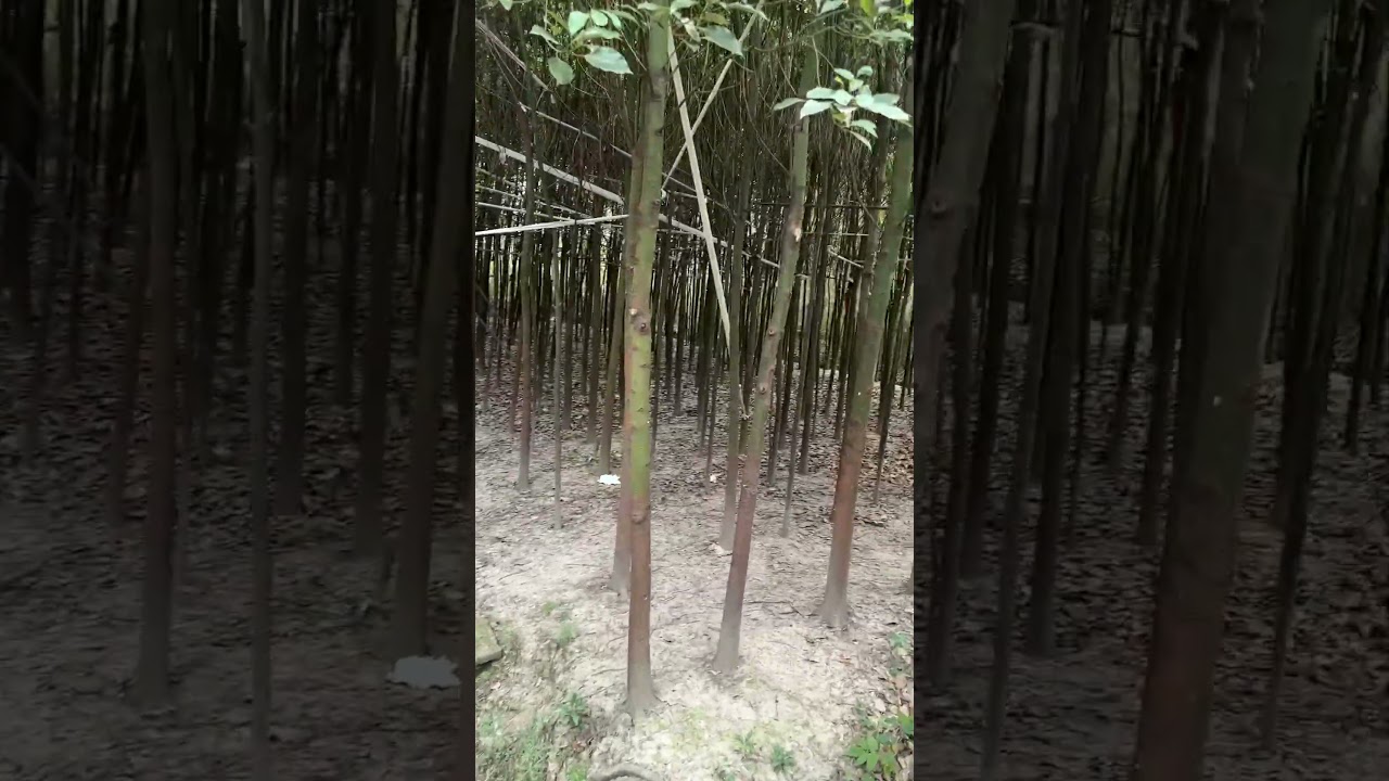 China Feels Peaceful Here 