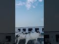 Collection  beautiful fatehajangi bull 2026 #fatehjangi #dhanibulls #qurbani #eid #cow #eiduladha