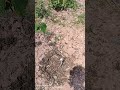 kiwi 🥝 flower agye hai 🤔ab kya Krna hai
