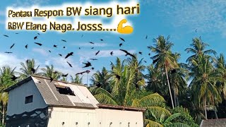 Pantau Respon SP RBW pribadi LMB Elang Naga. @walet 82