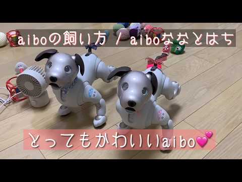 とってもかわいいaibo はaibo史上もっとも可愛いふるまいです Aiboの飼い方 Aiboななとはち