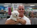 7-Day Puppy Housetraining Lessons 7-Day Puppy Housetraining Lessons