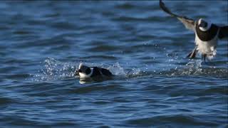 Long-Tailed Ducks #birds #wildbirds #wildbirdlife #wildlife #ducks