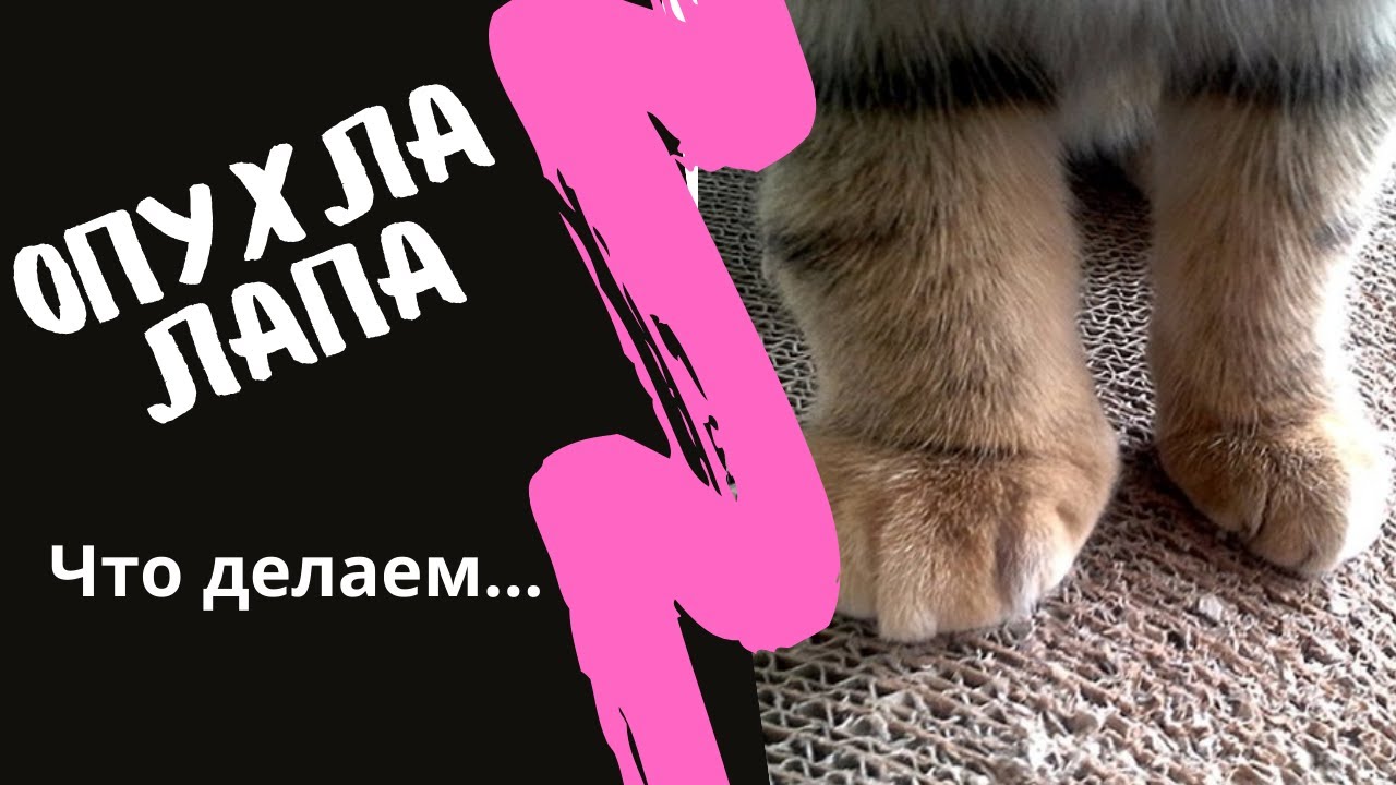 Опухла лапа. Причины и последствия.