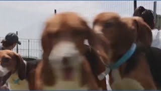 1,500 beagles rescued from research facility in Wisconsin