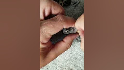 HOW TO REPLACE SERVO GEARS