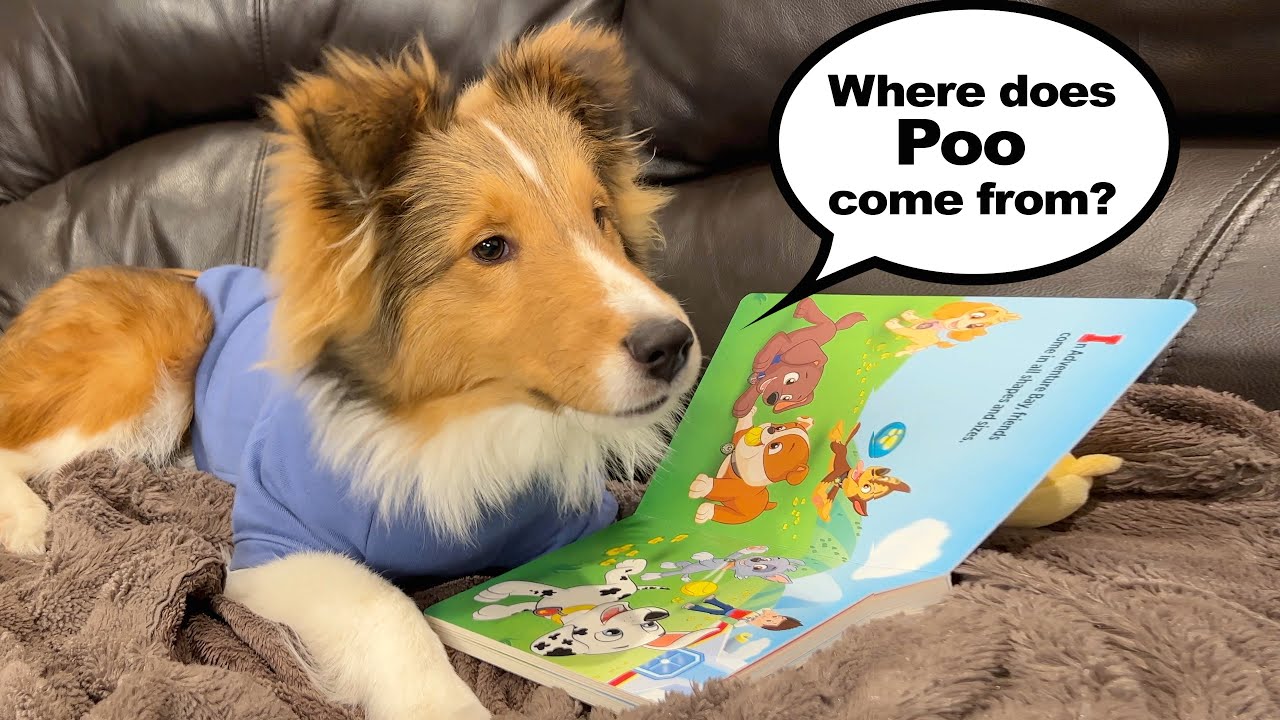 "Where does Poo come from???" 🐶😆🐶 a hilarious Biscuit Talky on Cricket