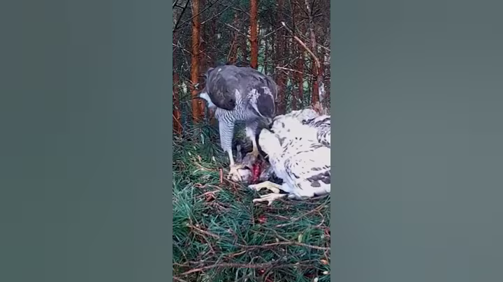 P#95- Review mother birds brings food to feed her babies in the nest, baby birds life #birdslover