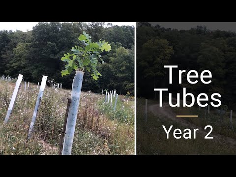 Tree tubes vs no tree tubes -- year 2.